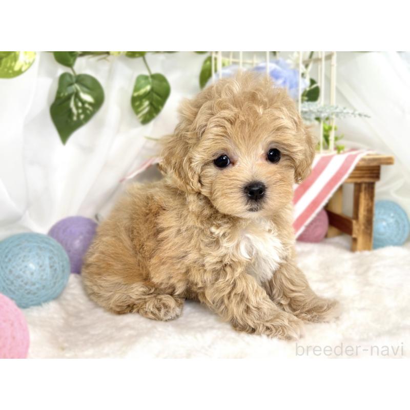 成約済の滋賀県のマルプー:マルチーズ×トイプードル-408982の3枚目